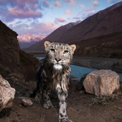 Snow leopard in the Tian Shan, Kyrgyzstan