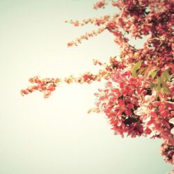 Free Download 49 Spring HD Quality Wallpapers of 2016