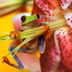 Download Frogs Back Frog Full HD Wallpapers Wallpapers HD