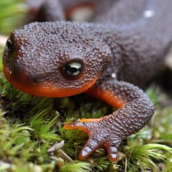 37 Amphibians / Salamanders HD Wallpapers