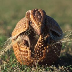 Armadillo HD Wallpapers