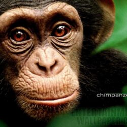 Chimpanzee Wallpapers 23