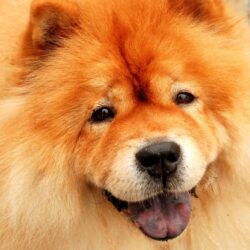 computer wallpapers for chow chow