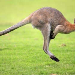 Best Photos Kangaroo HD Widescreen Wallpapers
