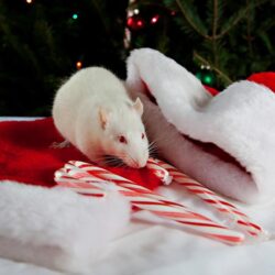 Wallpapers Rats New year Winter hat Holidays