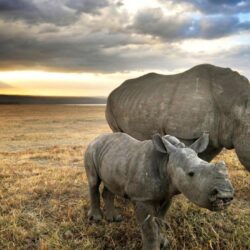 Rhinoceros Hd Wallpapers Free
