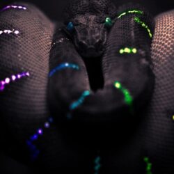 Best Snake Wallpapers 09