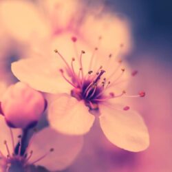 Cherry Blossom Wallpapers HD
