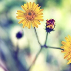 Yellow Spring Daisy Wallpapers
