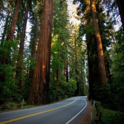Redwood National Park Desktop Wallpapers, Redwood National Park