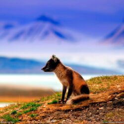 Svalbard Fox