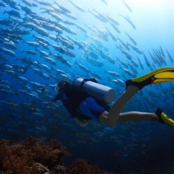 10 Best Scuba Diving Wallpapers High Resolution FULL HD 1080p For PC