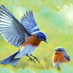 30 Beautiful Bluebird Pictures and Image