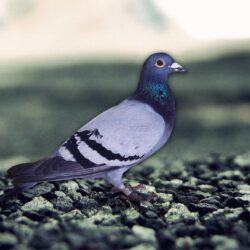 Pigeon Wallpapers HD Backgrounds, Image, Pics, Photos Free Download