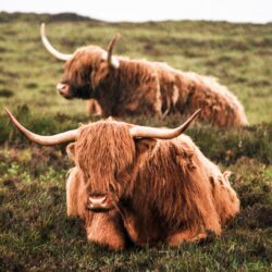 Highland Cattle 4k Ultra HD Wallpapers
