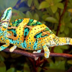 Chameleons Reptile Photos Free HD Wallpapers Download