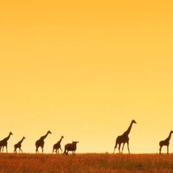 giraffe africa wallpapers