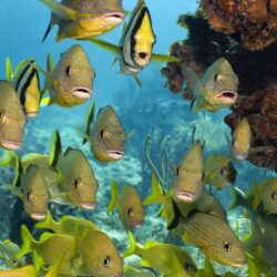 Florida Keys National Marine Sanctuary HD desktop wallpapers