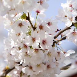 Cherry Blossoms Wallpapers Flowers Nature Wallpapers in format