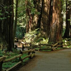 File:Muir Woods National Monument