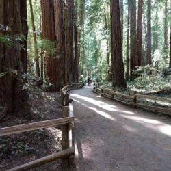 Best Trails in Muir Woods National Monument