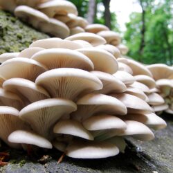 px 345.95 KB Mushrooms