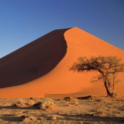 Sand Dunes and Acacia Tree Namib Desert Namibia