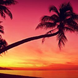 HD Tropical, Sunset, Palm Trees, Silhouette, Beach Wallpapers