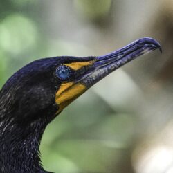 Black bird in focus shot photography, double