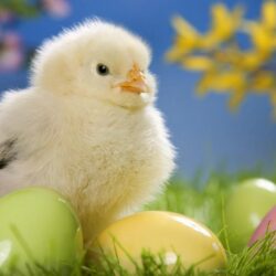 Cute Hen Chick with Colorful Eggs Wallpapers