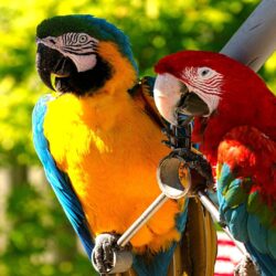 Macaw HD Wallpapers