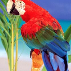 Parrot Hd Wallpapers Desktop Backgrounds