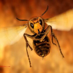 Wasp Insect Close Up Hd Wallpapers
