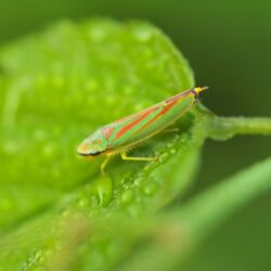 HD Leafhopper Insect Wallpapers · · Wallpapers.io