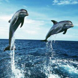 Dolphin Wallpapers Desktop