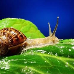 Snail Full HD Wallpapers and Backgrounds Image