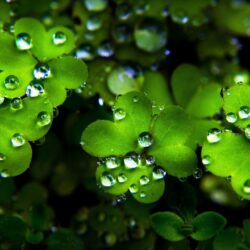 Clover Wallpapers for St. Patrick&Day