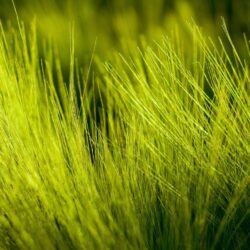 Grass Design Wallpapers Luxury Hd Grass Wallpapers Wallpapers Cave
