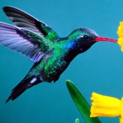 Hummingbirds HD Wallpapers