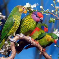 Beautiful Nature Love Birds Widescreen 2 HD Wallpaperscom