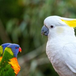 Parrot Bird Wallpapers