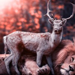 Lion and Deer Wallpapers HD