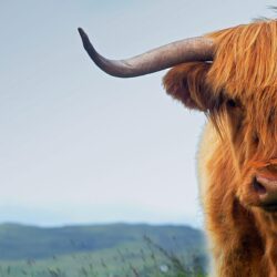 6 Highland Cattle HD Wallpapers