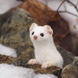34+] Stoat Wallpapers