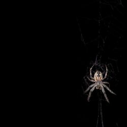 black and white spider wallpapers free