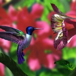 Hummingbird Wallpapers 472
