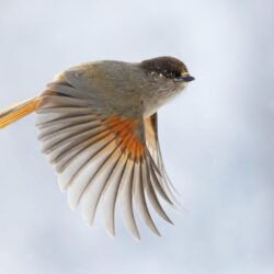 Sparrow Wallpapers 28