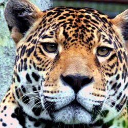 Jaguar Desktop and Mobile Wallpapers
