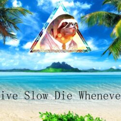 Live Slow, Die Whenever. : sloths