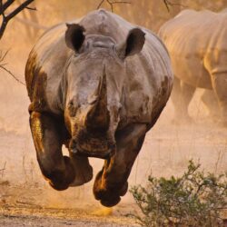 Animal Rhino Wallpapers Angry Pictures